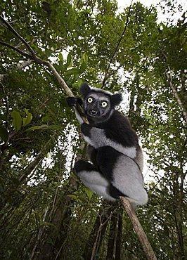 Indri or Babakoto (Indri indri), Madagascar, Africa