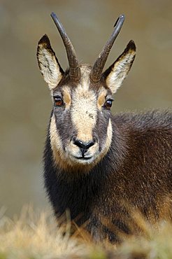 Chamois (Rupicapra rupicapra) portrait , Nationalpark Gran Paradiso Italy