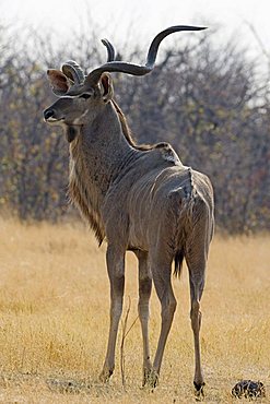 Greater Kudu (Tragelaphus strepsiceros), Chobe National Park, Botswana, Africa