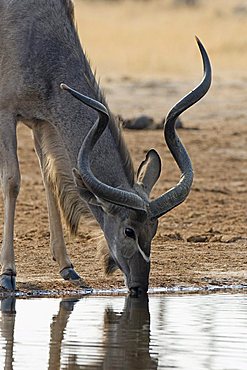 Greater Kudu (Tragelaphus strepsiceros) drinking from a waterhole, Chobe National Park, Botswana, Africa