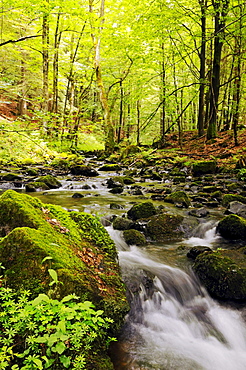 Primeval forest in the Vessertal valley, Biosphaerenreservat Vessertal-Thueringer Wald, biosphere reserve Vesser valley-Thuringian Forest, Thuringia, Germany, Europe