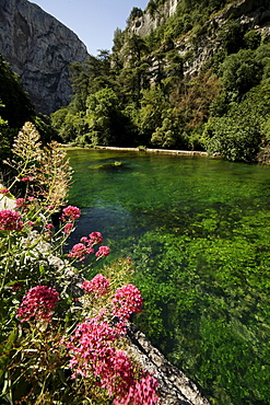 Colorful flowers on the green Sorgue River, close to its source, near Fontaine de Vaucluse, Provence, France, Europe