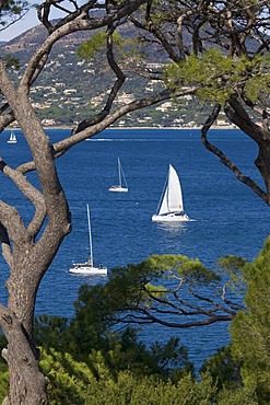 Sailboats in the bay of Saint-Tropez, Departement Var, Cote d'Azur, Provence, Southern France, France