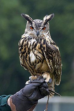 Eurasian Eagle Owl (Bubo Bubo) perched on falconer's hand, Wolfspark, Gerolstein, Vulkaneifel, Germany, Europe