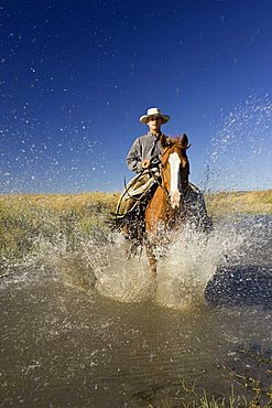 cowboy riding in water, Oregon, USA