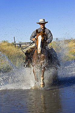 cowboy riding in water, Oregon, USA