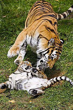 Siberian Tiger (Panthera tigris altaica), mother and cub playing, Siberia, Asia, zoo