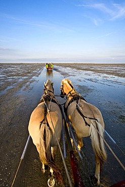 Ride with a horse-drawn carriage from Nordstrand beach to Hallig Suedfall, North Frisia, Schleswig-Holstein, Germany, Europe