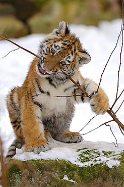 Sibirian Tiger (Panthera tigris altaica) portrait young