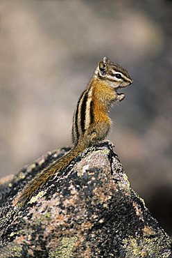 Least Chipmunk (Tamias minimus) alert adult, sitting on rock to survey surroundings