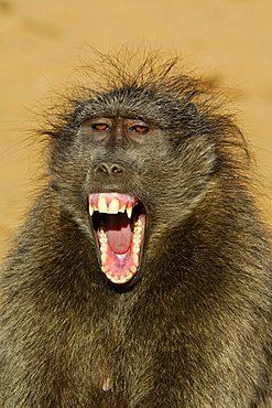 Savanna baboon yawning (Papio cynocephalus) Portrait