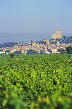 Vineyard, winegrowing, famous wine village Chateauneuf du Pape, Provence, France, Europe