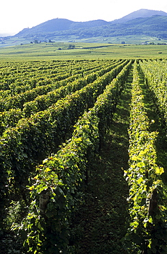 Vineyards in Ribeauville, viticulture, winemaking, vineyards, Alsace, France, Europe