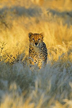 Stalking Cheetah (Acinonyx jubatus) in the first morning light