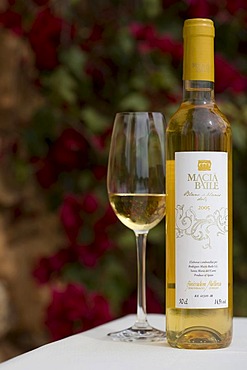 Dessert wine, Blanc de Blancs dolc, Bodega Macia Batle, Majorca, Balearic Islands, Spain, Europe