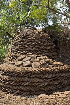 Dried cow pats to use for heating, North India, India, Asia