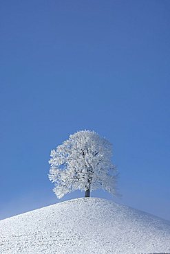 Frost-covered tree (hoar frost) on a moraine, central Switzerland, Europe