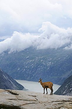 Chamois (Rupicapra rupicapra) standing on a rock ledge, view of the valley