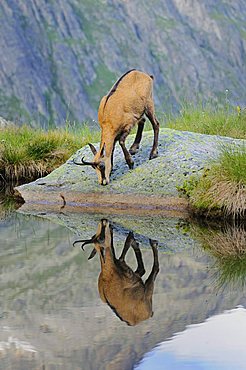 Chamois (Rupicapra rupicapra) reflected in the mountain lake