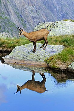 Chamois (Rupicapra rupicapra) reflected in the mountain lake