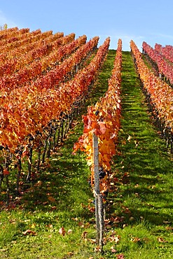 Dornfelder grape vineyard in Remstal, Baden-Wuerttemberg, Germany, Europe