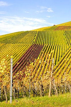 Vineyard near Fellbach, Baden-Wuerttemberg, Germany, Europe