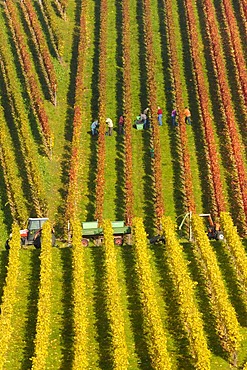 Grape harvest in Remstal, Baden-Wuerttemberg, Germany, Europe