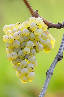 Riesling grape, grapevine