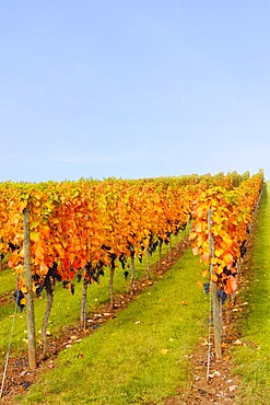 Vineyard near Stetten im Remstal, Baden-Wuerttemberg, Germany, Europe