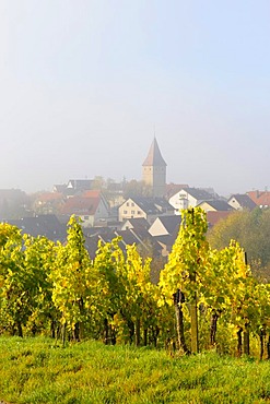 Vineyard near Korb-Steinereinach and a church spire in Remstal Valley, Baden-Wuerttemberg, Germany, Europe