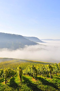 Vineyard near Korb in Remstal Valley, Baden-Wuerttemberg, Germany, Europe