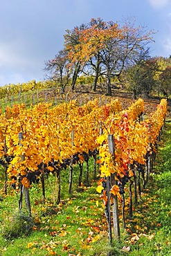 Vineyard with Lemberg grapes, Stetten im Remstal, Baden-Wuerttemberg, Germany, Europe