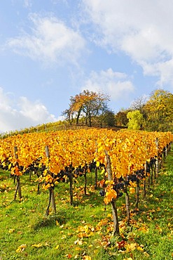 Vineyard with Lemberg grapes, Stetten im Remstal, Baden-Wuerttemberg, Germany, Europe