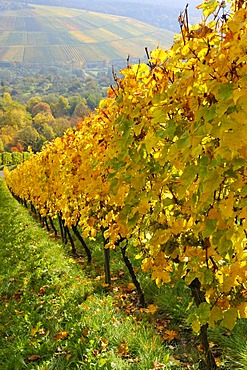 Vineyard with Riesling grapes, Stetten im Remstal, Baden-Wuerttemberg, Germany, Europe