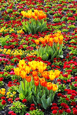 Tulips (Tulipa)