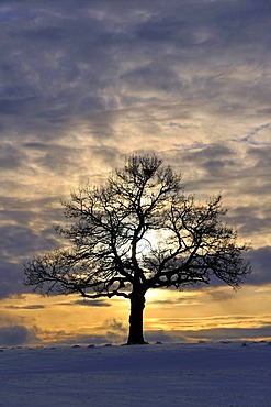 English Oak (Quercus robur)