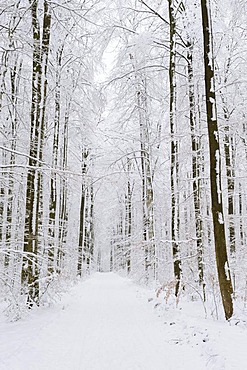 Wood path in a wintry beech forest