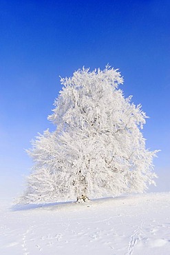 European Beech (Fagus sylvatica), winter landscape, Swabian Alb, Baden-Wuerttemberg, Germany, Europe