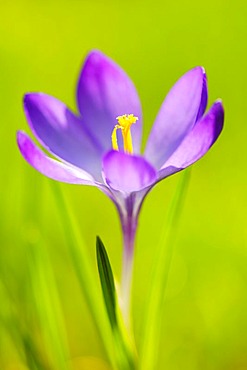 Crocus (Crocus neapolitanus)