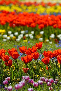 Tulips (Tulipa)