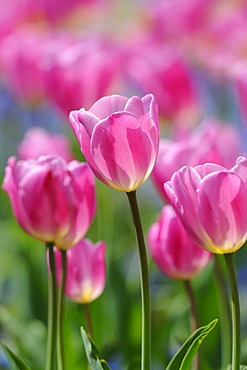 Tulips (Tulipa)