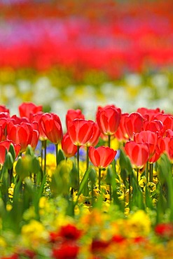 Tulips (Tulipa)