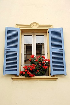 Blooming Geraniums in flower box at window with blue shutters, La Colle sur Loup, Alpes-Maritimes, Provence-Alpes-Cote d'Azur, Southern France, France, Europe, France, Europe