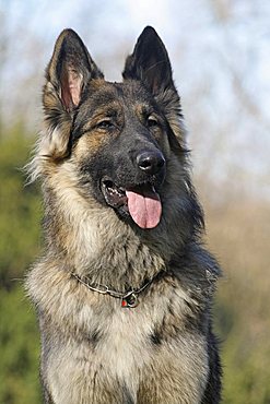 Long-haired Husky Shepherd hybrid, 11 months old, portrait