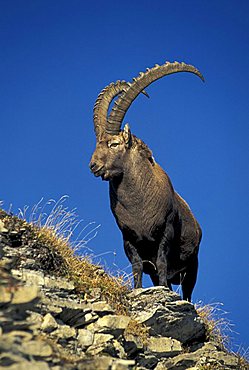 Alpine Ibex, Bouquetin, Steinbock (Capra ibex), male