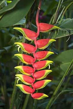 Lobster claw or Wild plantain (Heliconia rostrata) inflorescence, Venezuela, South America