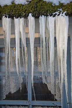 Icicles hanging from a thatched roof in North Frisia, Schleswig-Holstein, North Germany, Germany, Europe