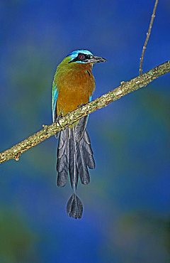 Blue-crowned Motmot (Momotus momota), Tobago, Trinidad and Tobago, Caribbean