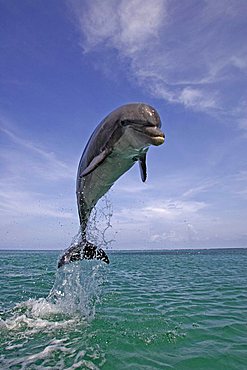 Bottlenose Dolphin (Tursiops truncatus) leaping out of the water, Caribbean, Roatán, Honduras, Central America