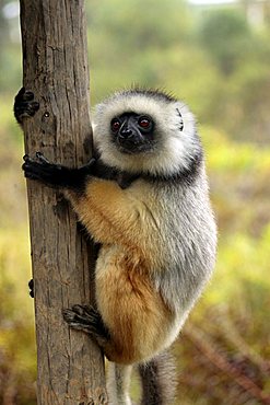 Diademed Sifaka (Propithecus diadema), adult in a tree, Perinet, Madagascar, Africa